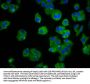TREH Antibody