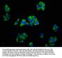 TREM2 Antibody