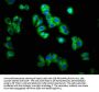 TRHR Antibody
