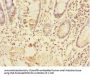 TRIAP1 Antibody