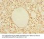 TRIAP1 Antibody