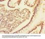 TRIAP1 Antibody