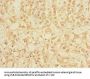 TRIAP1 Antibody