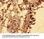 TRIM21 Antibody