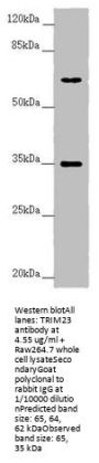 TRIM23 Antibody