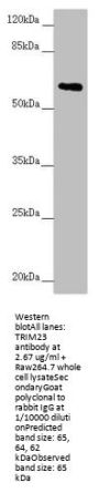 TRIM23 Antibody