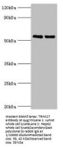 TRIM27 Antibody