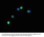 TRIM37 Antibody