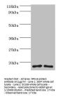 RPS16 Antibody