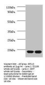 RPS13 Antibody