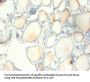 RPS13 Antibody