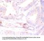 RPL5 Antibody