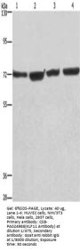 Rabbit anti-human KLF11 polyclonal antibody