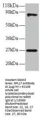 RPL17 Antibody