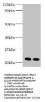 RPL17 Antibody