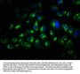 TRO Antibody
