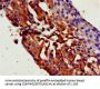 TRPC1 Antibody