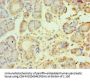 TRPM2 Antibody