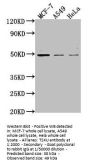 TSKU Antibody