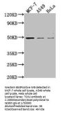 TSKU Antibody