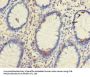 TSPAN1 Antibody