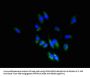 TSPAN1 Antibody
