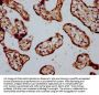TSPAN12 Antibody