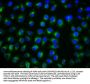 TSPAN12 Antibody