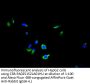 TSPAN15 Antibody
