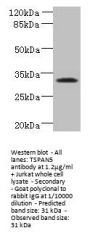 TSPAN5 Antibody