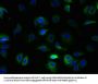 TSPAN5 Antibody