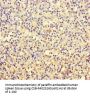 TSPAN7 Antibody