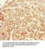 TSPAN7 Antibody