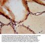 TSPAN9 Antibody