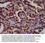 TSPAN9 Antibody