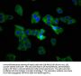 TSPAN9 Antibody