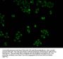 POLR2A Antibody