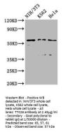 TTC26 Antibody