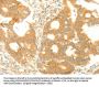 TRAF3IP2 Antibody