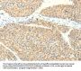 TRAF3IP2 Antibody