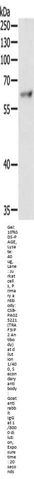 TRAF3IP2 Antibody