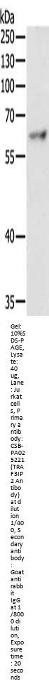 TRAF3IP2 Antibody