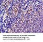 TTK Antibody