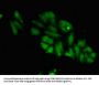 TTK Antibody