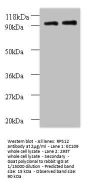 RPS12 Antibody