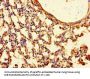 TTLL8 Antibody