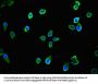 TTLL8 Antibody