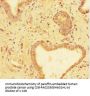 TUBA1C Antibody