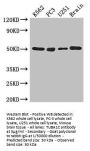 TUBA1C Antibody