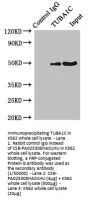 TUBA1C Antibody